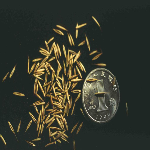 黑龙江园林机械